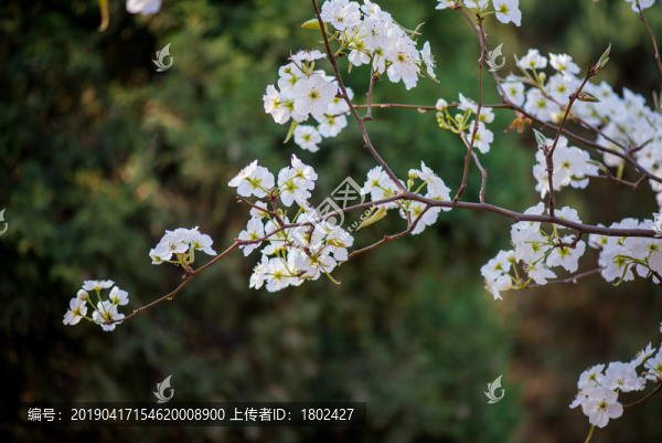 梨花