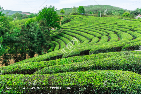 茶園春色