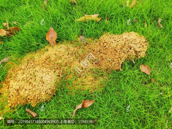 白蟻窩