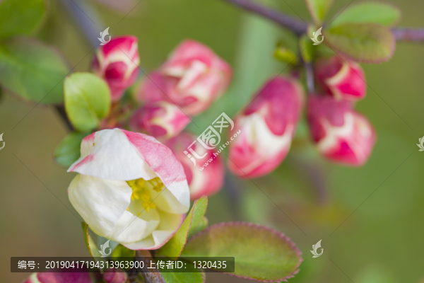 海棠花