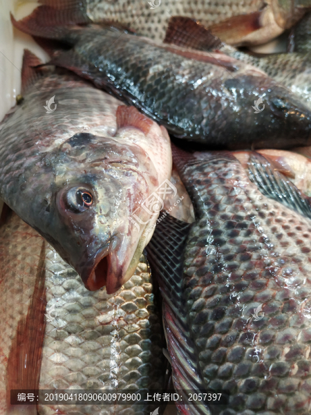 羅非魚