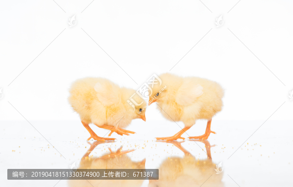 萌萌的小雞仔