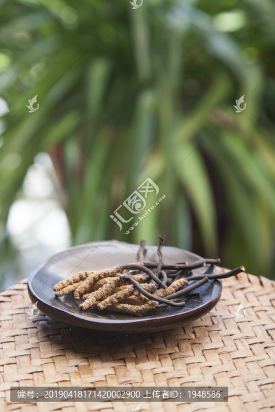 頂級蟲草夏草