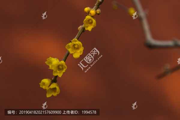 臘梅