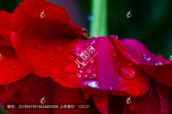 郁金香