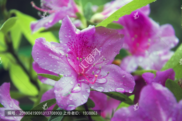 雨后花開