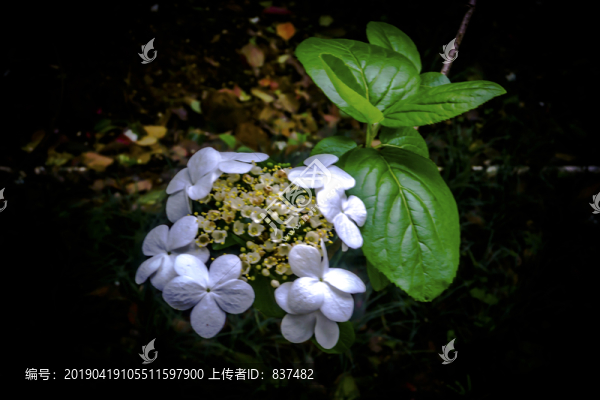 瓊花玉勝綴珠徽