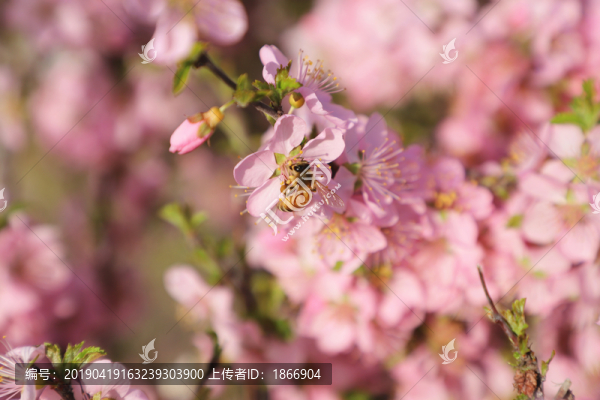 蜜蜂