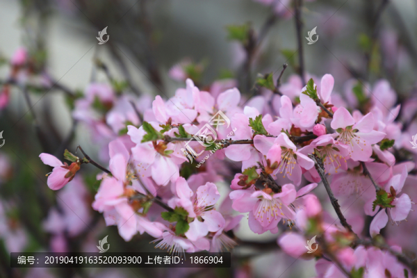 榆葉梅