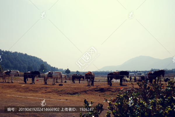養(yǎng)馬場