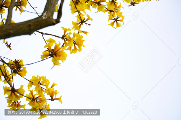黃花風(fēng)鈴木