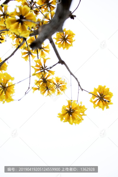 黃花風(fēng)鈴木