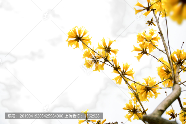 黃花風(fēng)鈴木