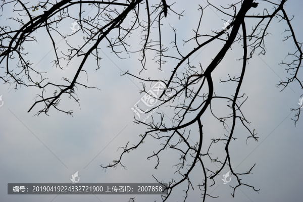 樹枝