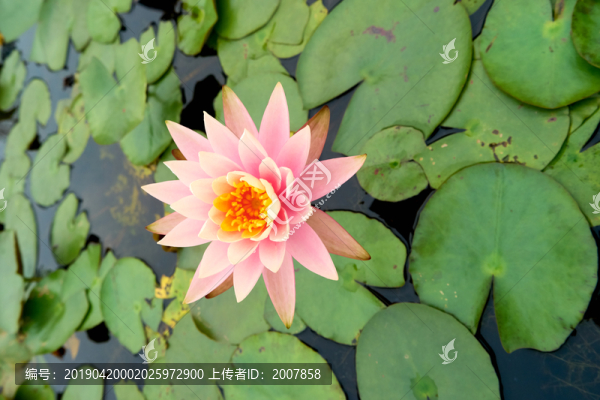 蓮花