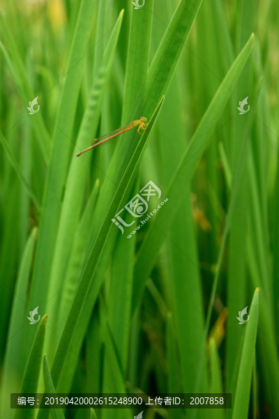 蜻蜓