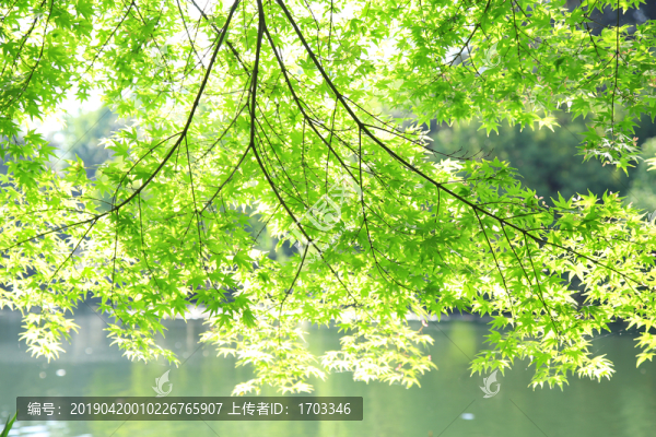 綠葉背景圖案