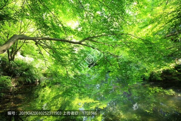 綠葉背景圖案