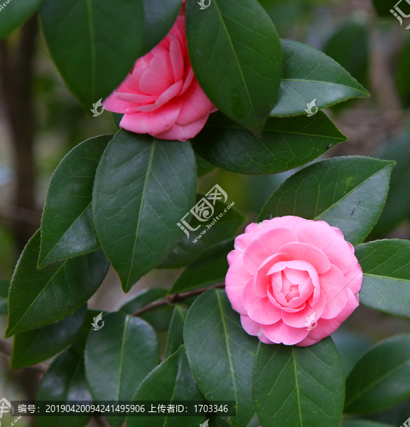 茶花