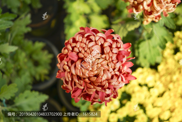 菊花高清大圖