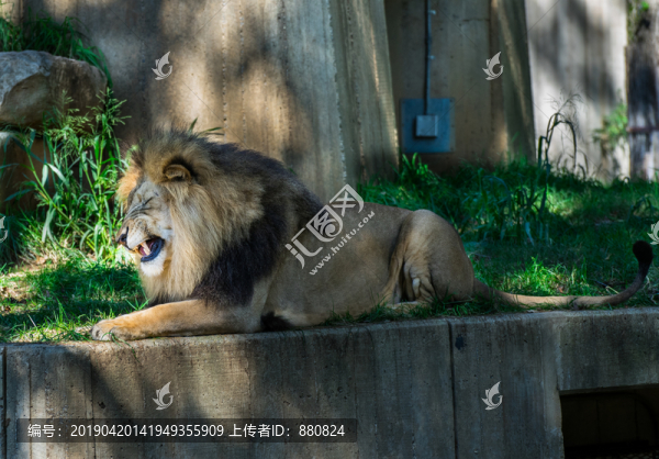 雄獅