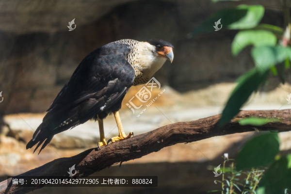 鷹