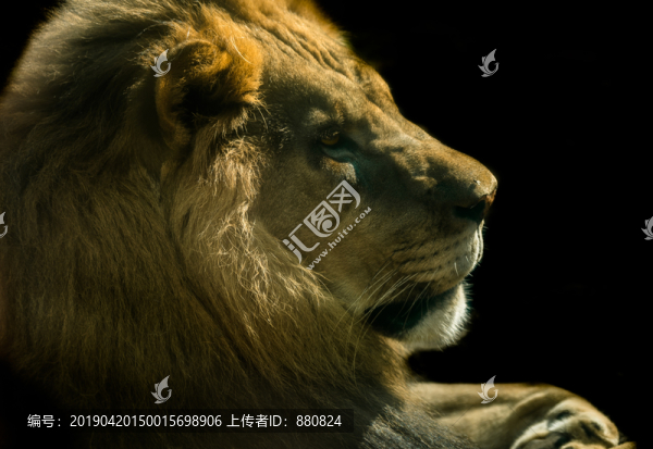 雄獅