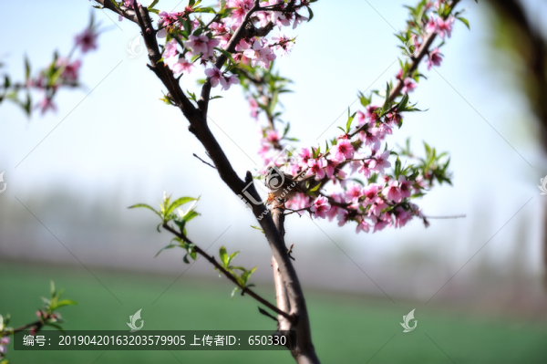 桃花