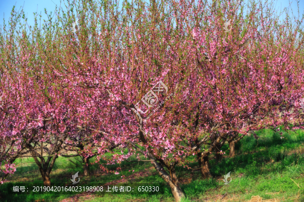 桃花