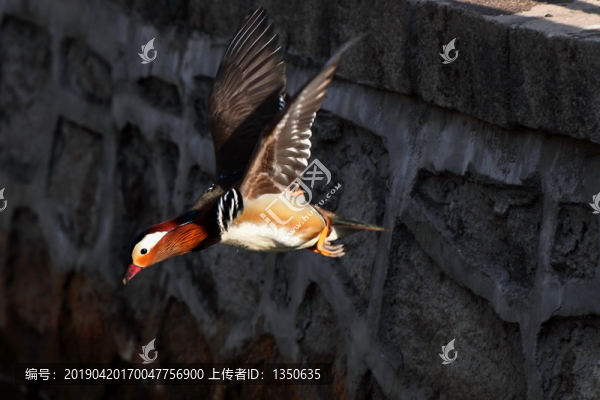 鴛鴦