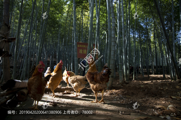 竹林中的公雞