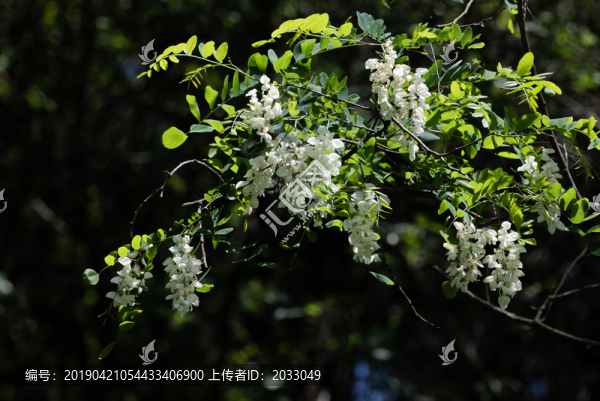 槐花