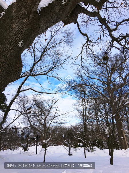 樹林雪景