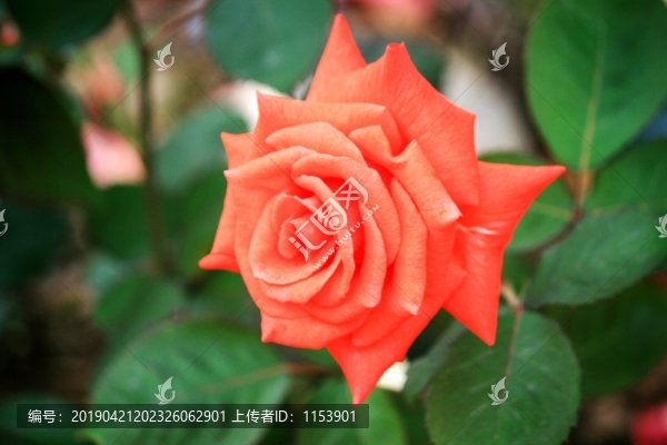 月季花