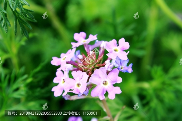 美女櫻