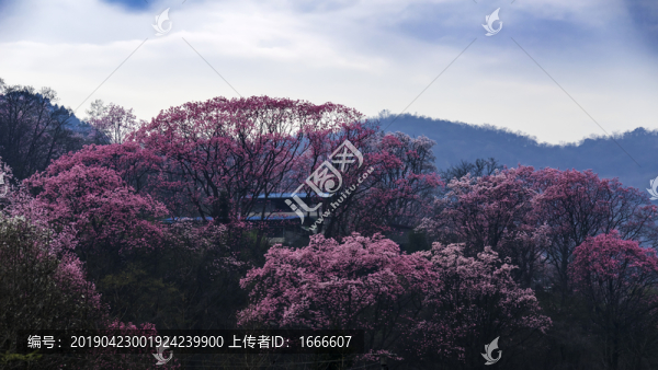 吳家后山辛夷花