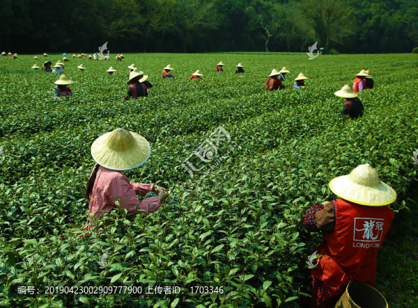 采茶