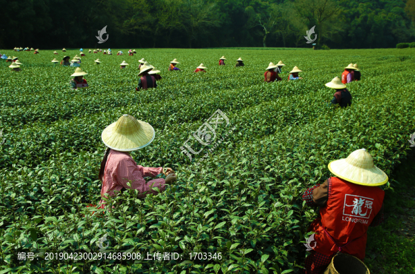 采茶