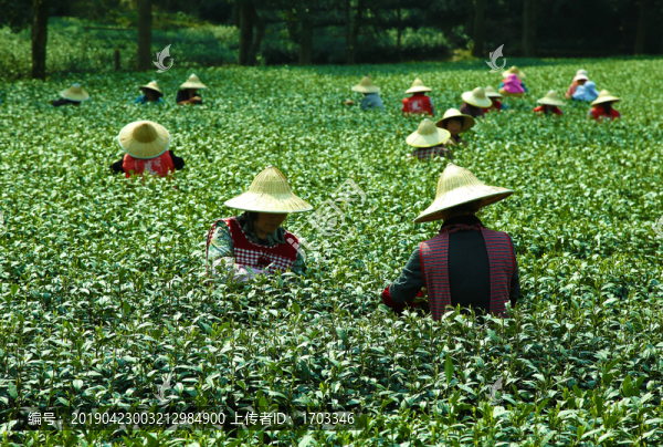 采茶