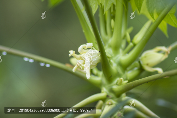 木瓜花