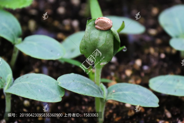 植物發(fā)芽