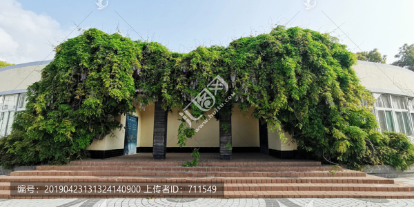 藤蔓植物景觀
