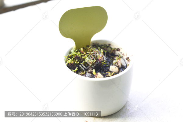 微觀植物盆栽
