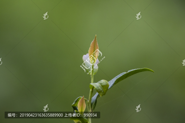 茶葉特寫