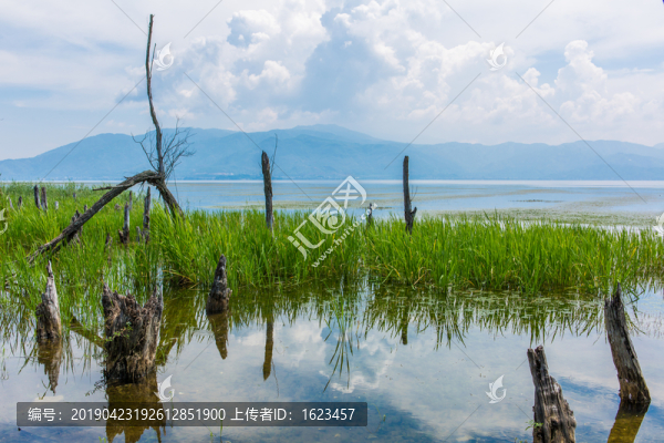 云南大理洱海海舌公園水中的樹樁