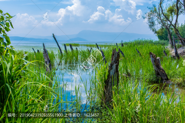 云南大理洱海海舌公園水中的樹樁