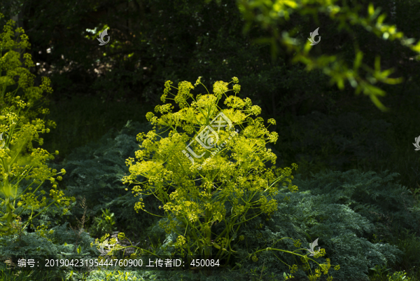 藥材