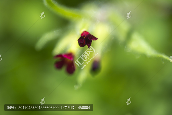 野花