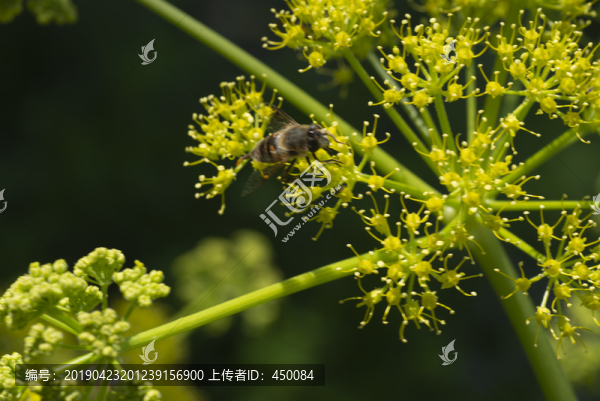 黃花