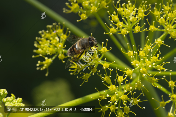 黃花